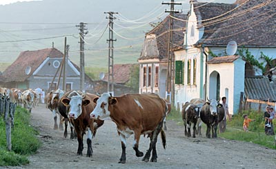 Rumänien Viscri Kuhparade