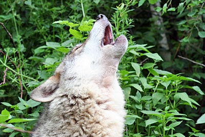 Rumänien - Karpaten - heulender Wolf in Cabana Lupului