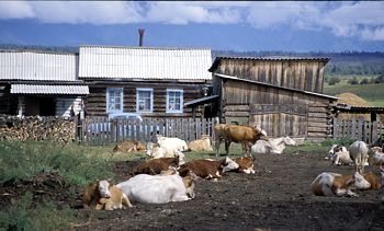 Russalnd Baikal Kühe