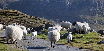 Schottland - Hebriden - Schafe