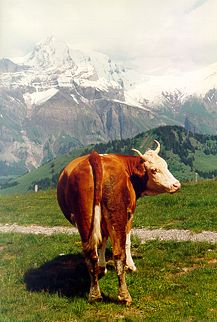 Schweiz / Adelboden / Kuh