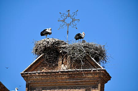 In Cervera, die Stadt der Störche, bevölkern die Vögel die Dächer, Katalonien, Spanien