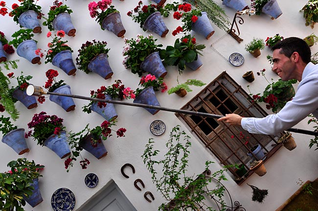 José Luís Arenas zeigt, wie er auch die oben angebrachten Blumen gießt. Patio Calle San Rufo 19. Fiestas de los Patios im Mai, Córdoba, Andalusien, Spanien