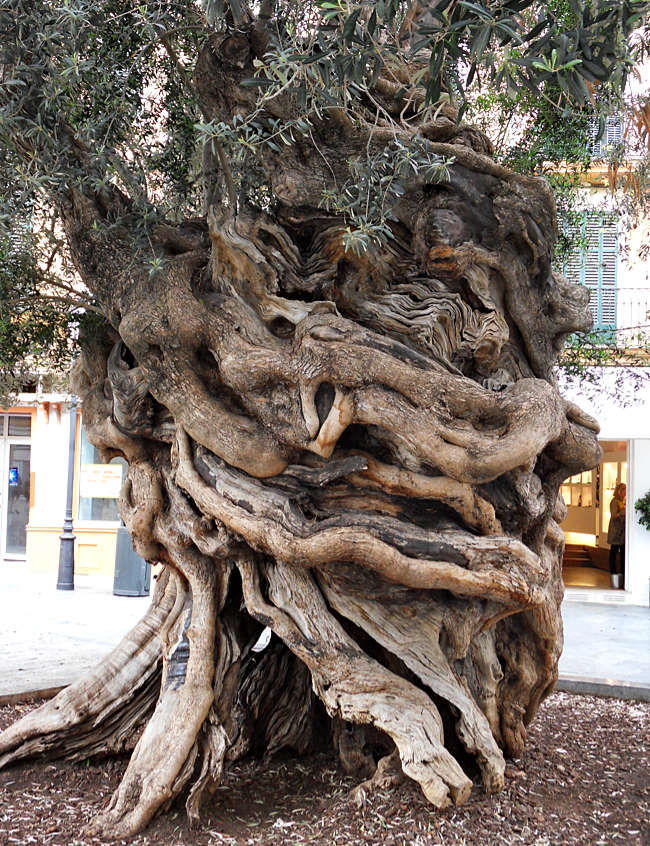 Mallorca - Olivenbaum