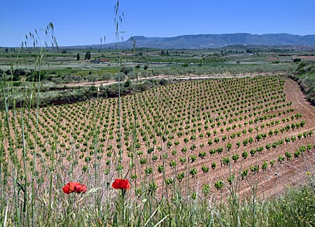 Spanien - Landschaft der Rioja