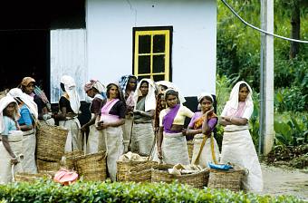 Sri Lanka, Teepflückerinnen
