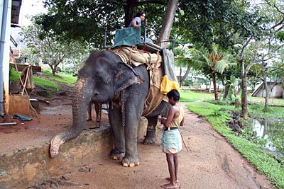 Sri Lanka - Elefanten im Hochland