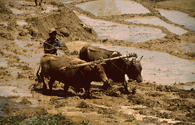 Sri Lanka Bauern