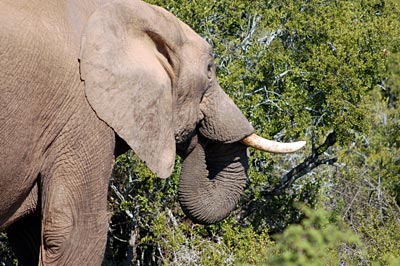 Südafrika - Elefant im Addo Elephant Nationalpark