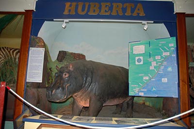 Südafrika - Flusspferd "Huberta" im Amthole-Xhosa-Museum