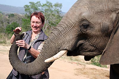 Südafrika - Elefanten