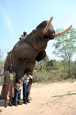 Südafrika - Elefanten