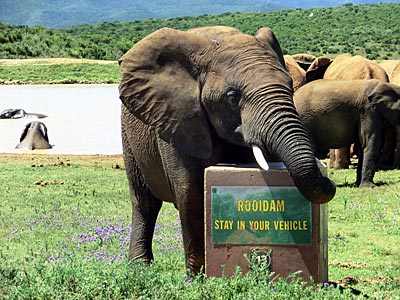 Südafrika - Elefanten an einem Wasserloch