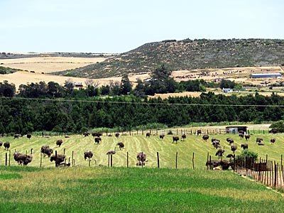 Südafrika - Straußenfarm in Outdtshoorn