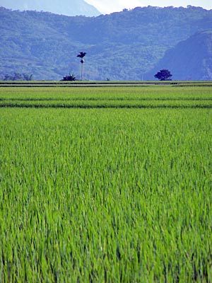 Taiwan - Reisfelder