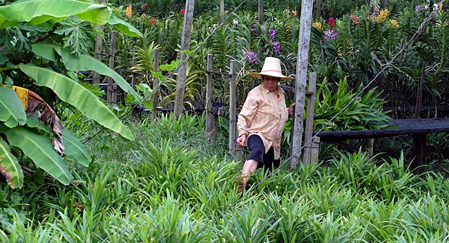 Thailand - Bangkok - Orchideen-Züchterin im Sumpfgebiet des Thonburi District