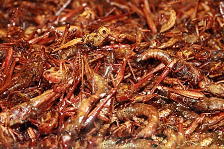 Thailand - Phitsanulok - frittierte Insekten
