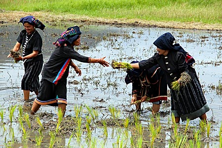 Thailand - Ban Na Pa Nat - Tai Dam in traditioneller Kleidung im Reisfeld