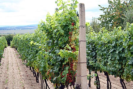 Tschechien - Südmähren - Weinreben bei Znojmo