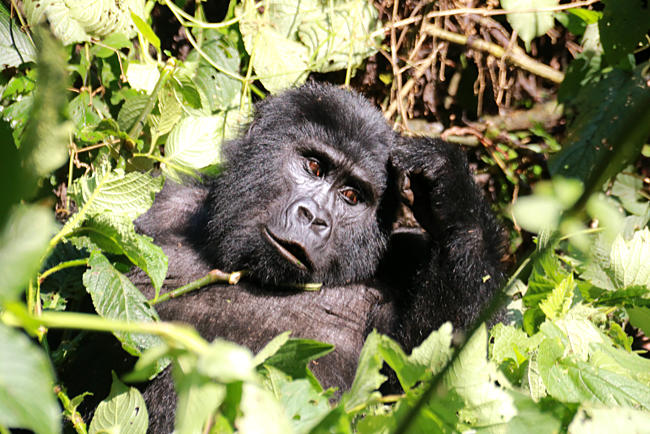 Uganda - Berggorillas im Bwindi Impenetrable Nationalpark