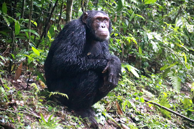 Uganda - Schimpansen im Kibale-Wald