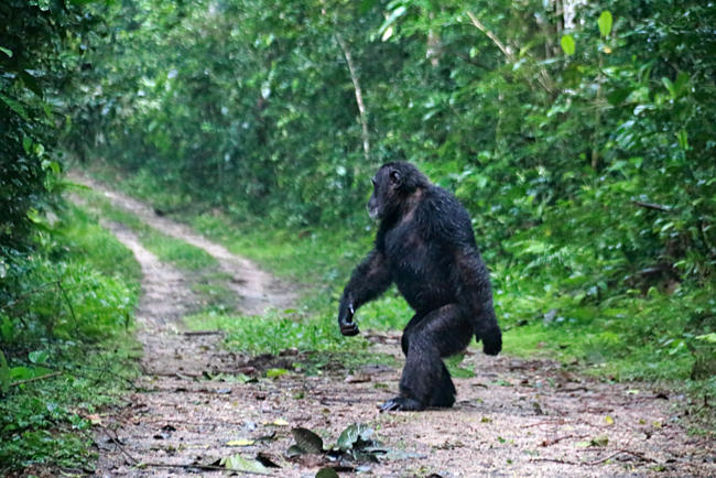 Uganda - Schimpansen im Kibale-Wald