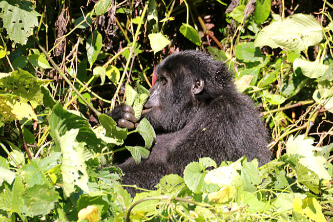 Uganda - Berggorillas im Bwindi Impenetrable Nationalpark