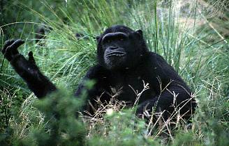 Uganda / Schimpanse