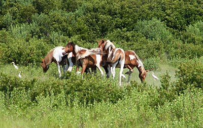 USA - Die wilden Ponys, für die das Chincoteague Wildlife Refuge bekannt ist