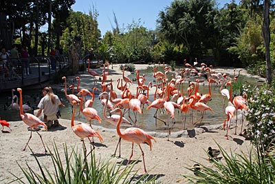 Zoo San Diego. Hier Flamingogehege
